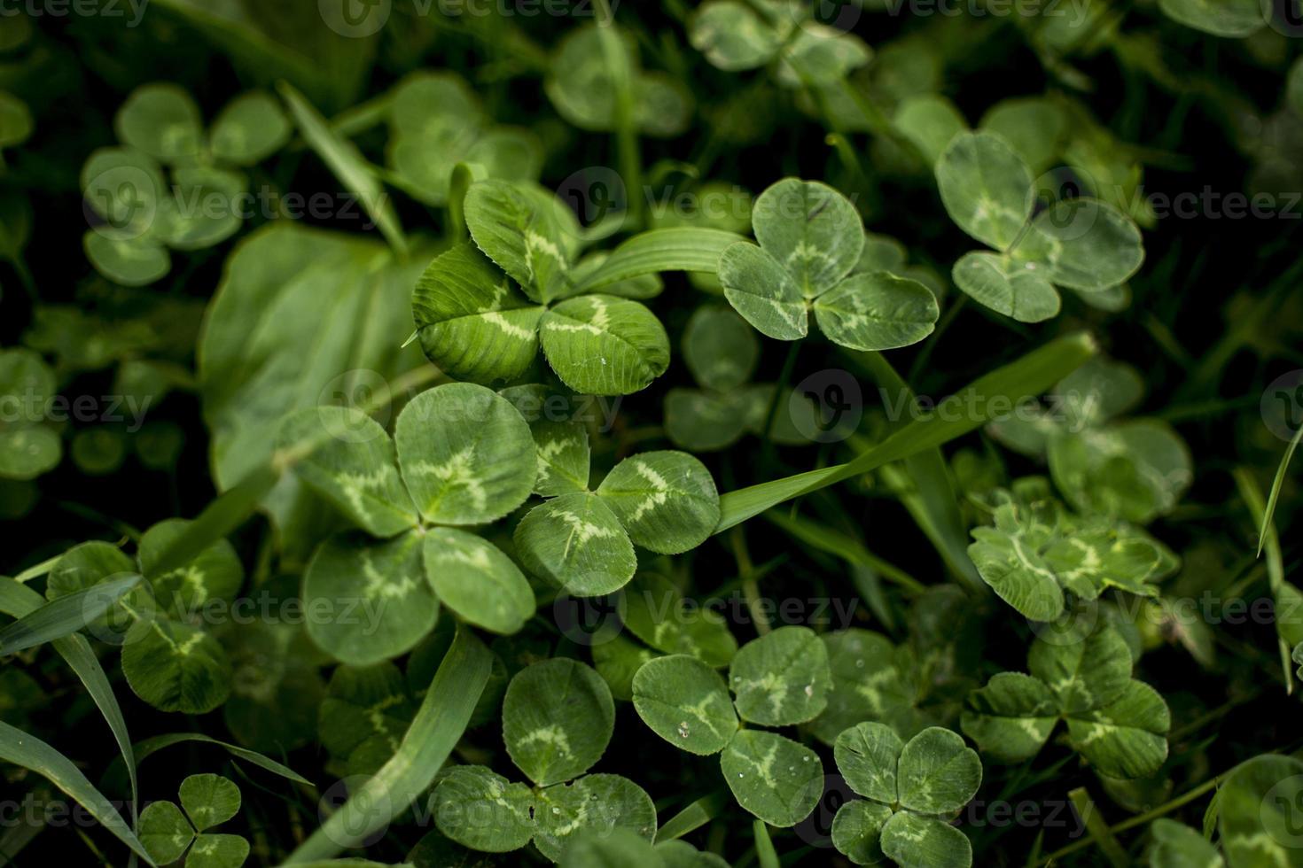 green clover leaves background with some parts in focus photo