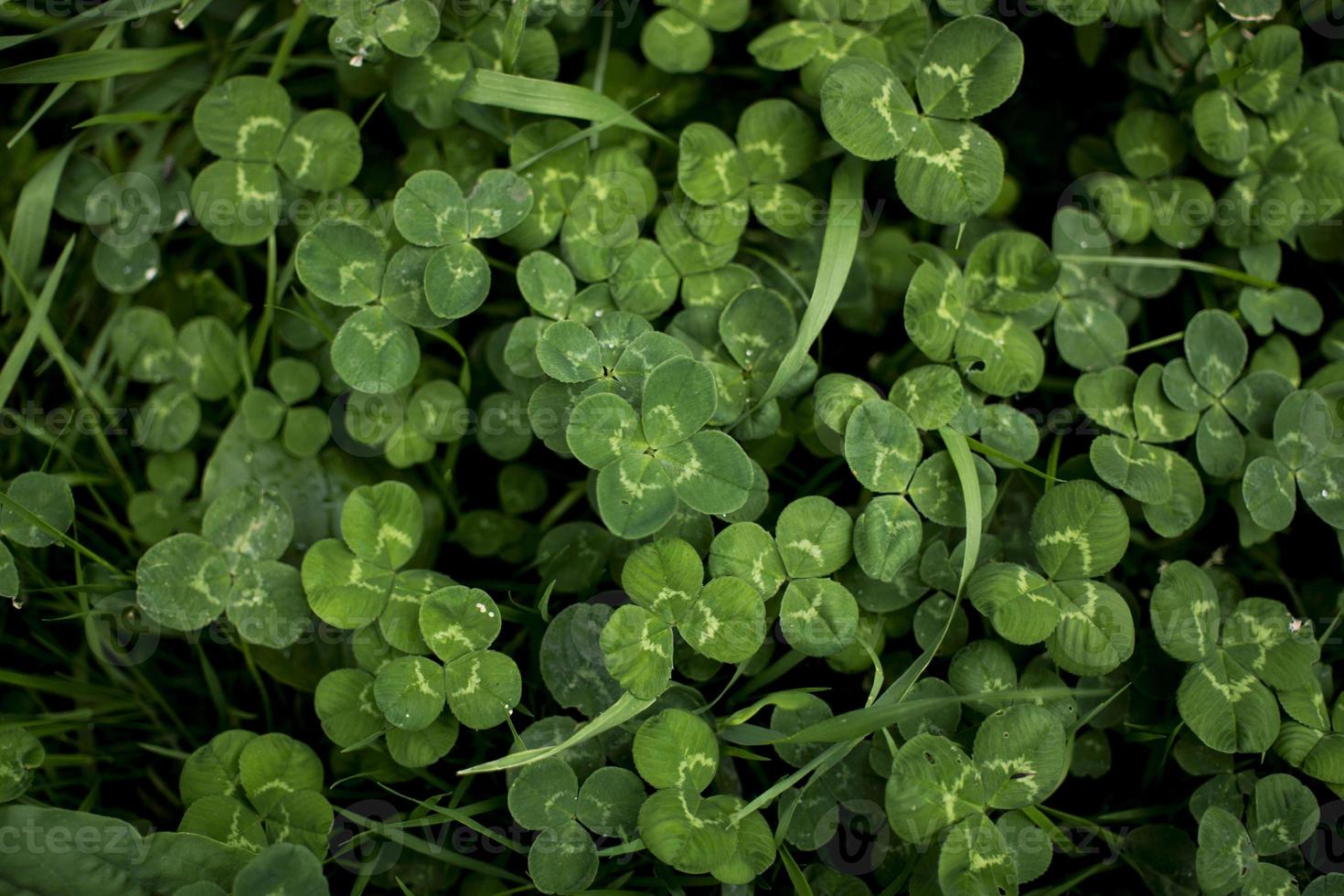 green clover leaves background with some parts in focus photo