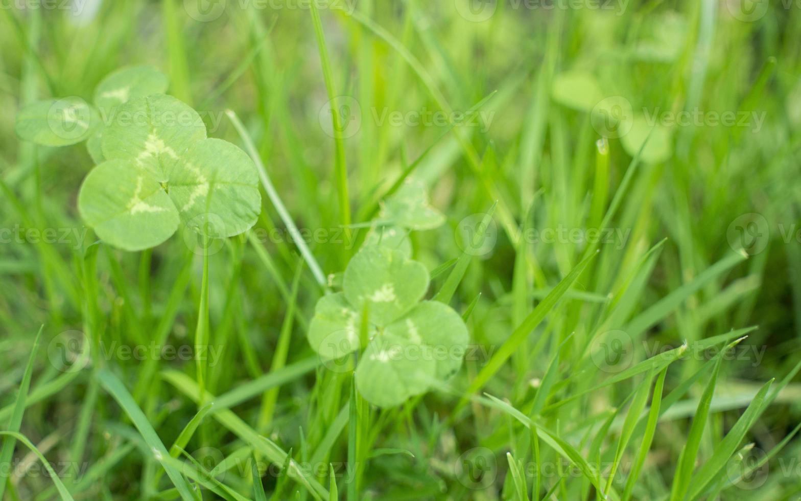 green clover leaves background with some parts in focus photo