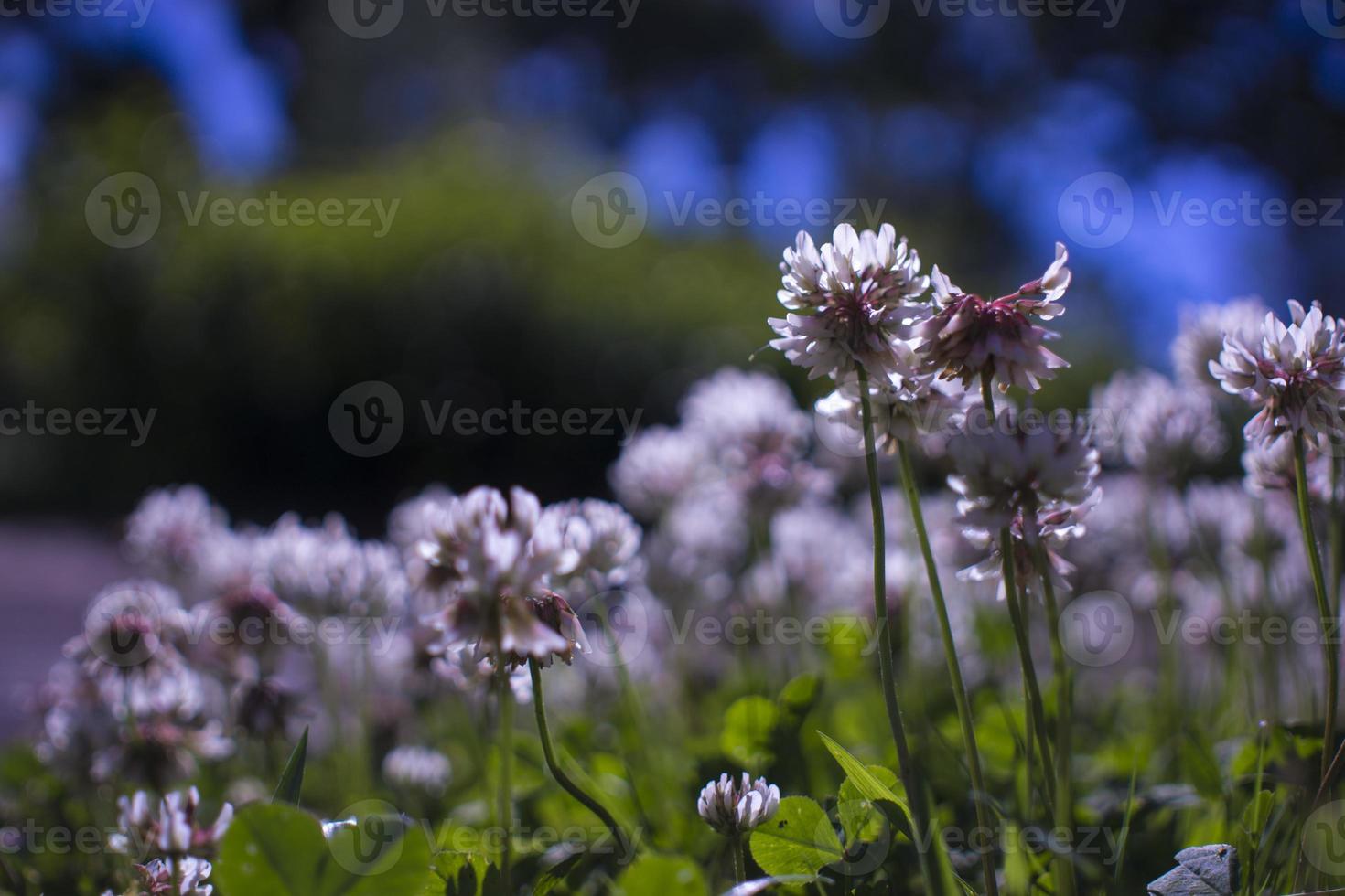 Flowers Meadow Purple Summer Blooming photo