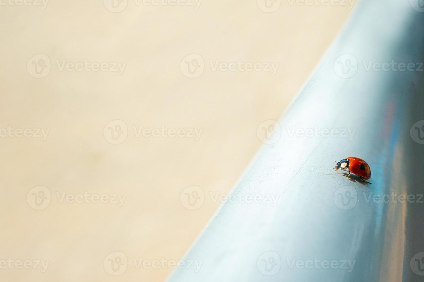 Macro red Ladybug nature blur background. photo