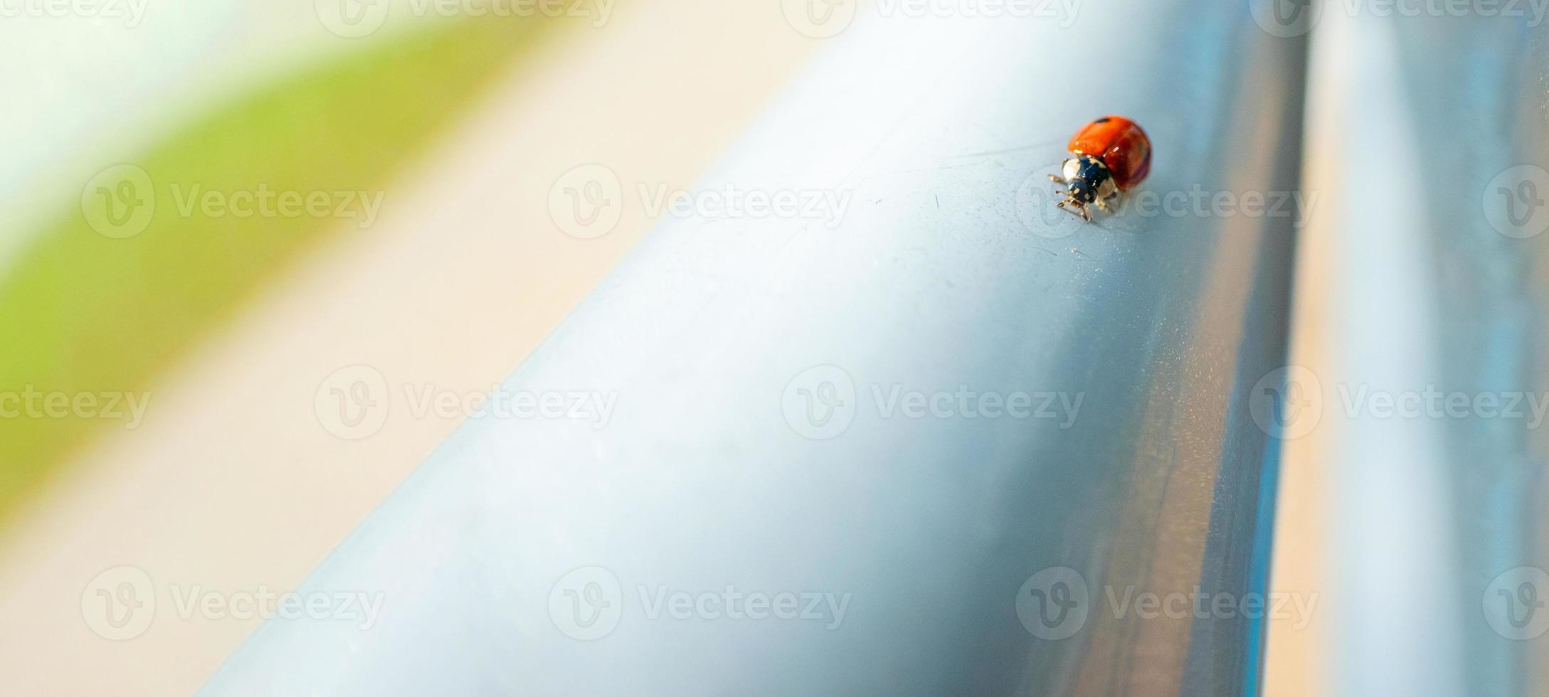 Macro red Ladybug nature blur background. photo