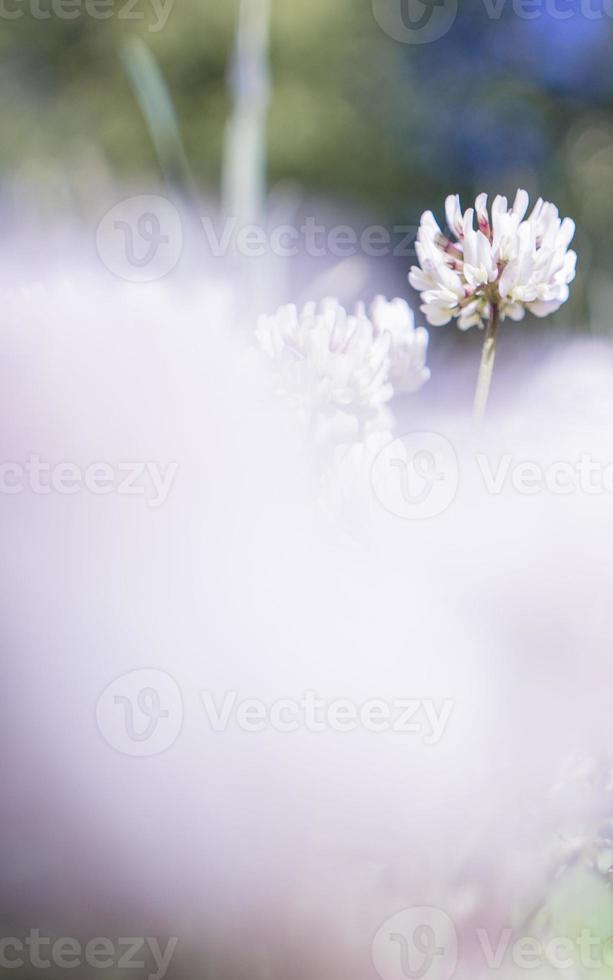 el flores de trébol floreciente en un jardín. foto