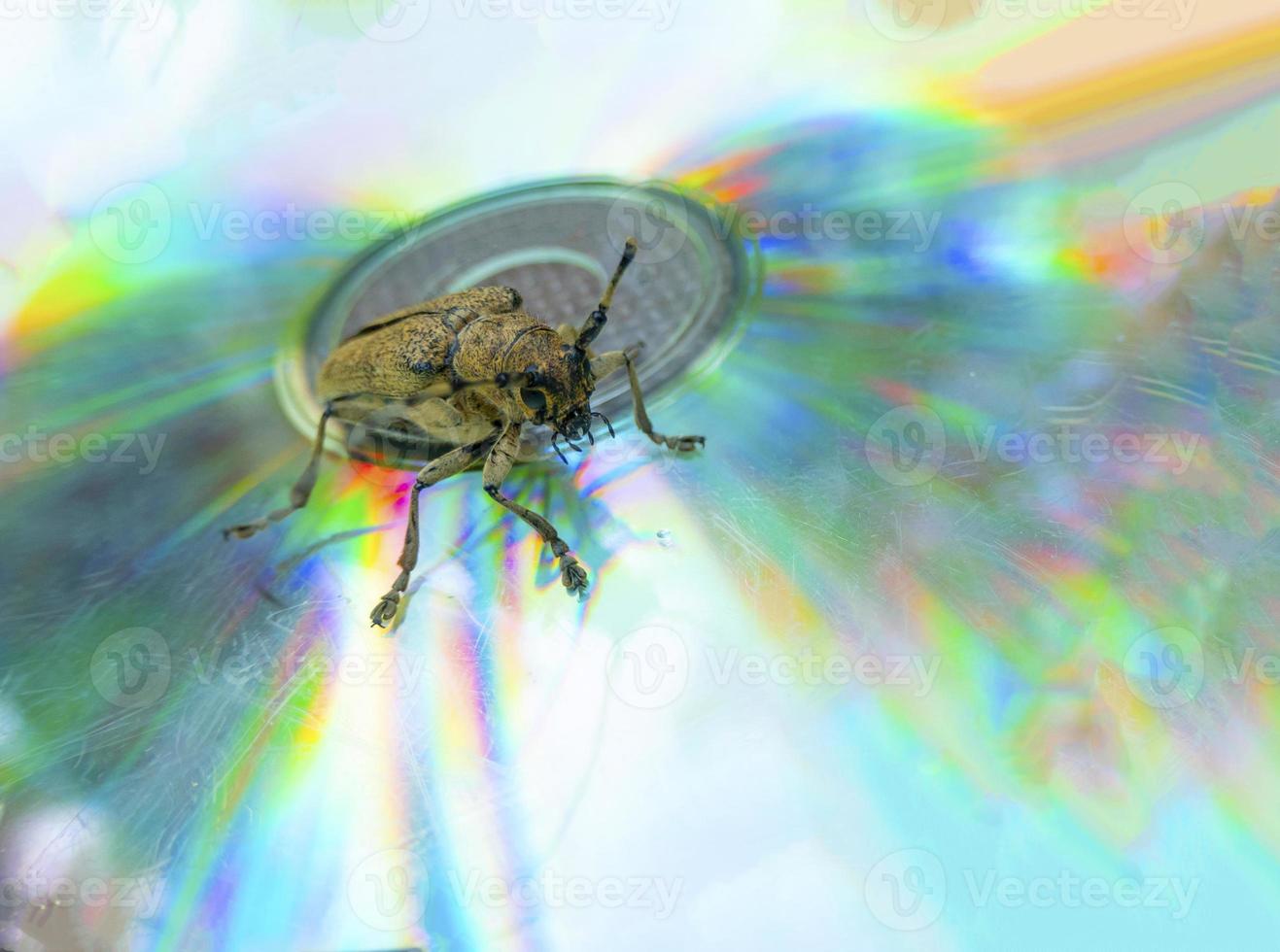 Macro shot of Longhorn beetle - Cerambycidae - sitting on a CD photo