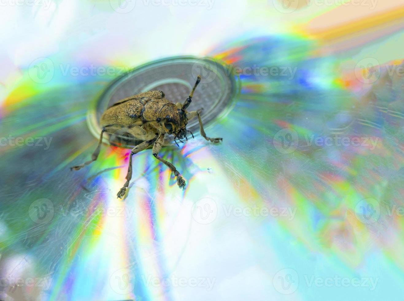 macro Disparo de Longhorn escarabajo - cerambycidae - sentado en un discos compactos foto