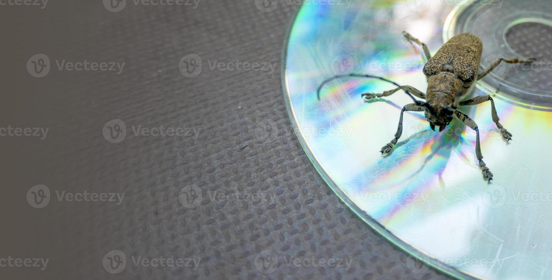 Macro shot of Longhorn beetle - Cerambycidae - sitting on a CD photo