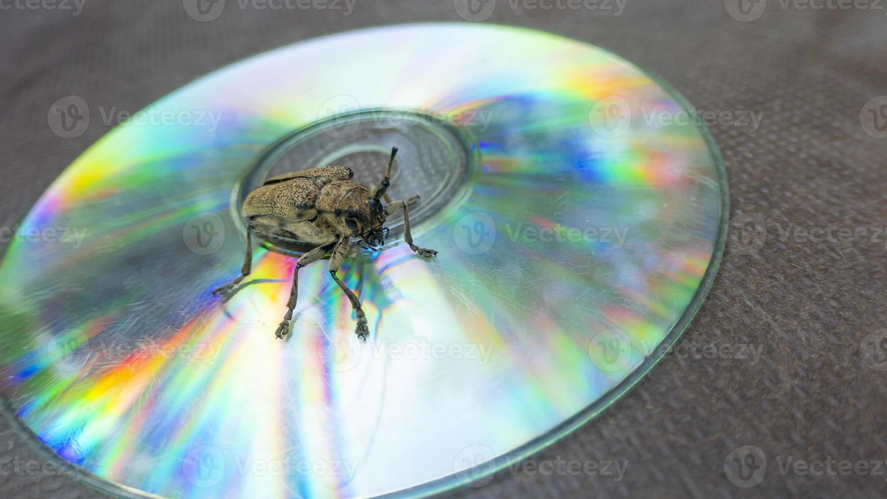 Macro shot of Longhorn beetle - Cerambycidae - sitting on a CD photo