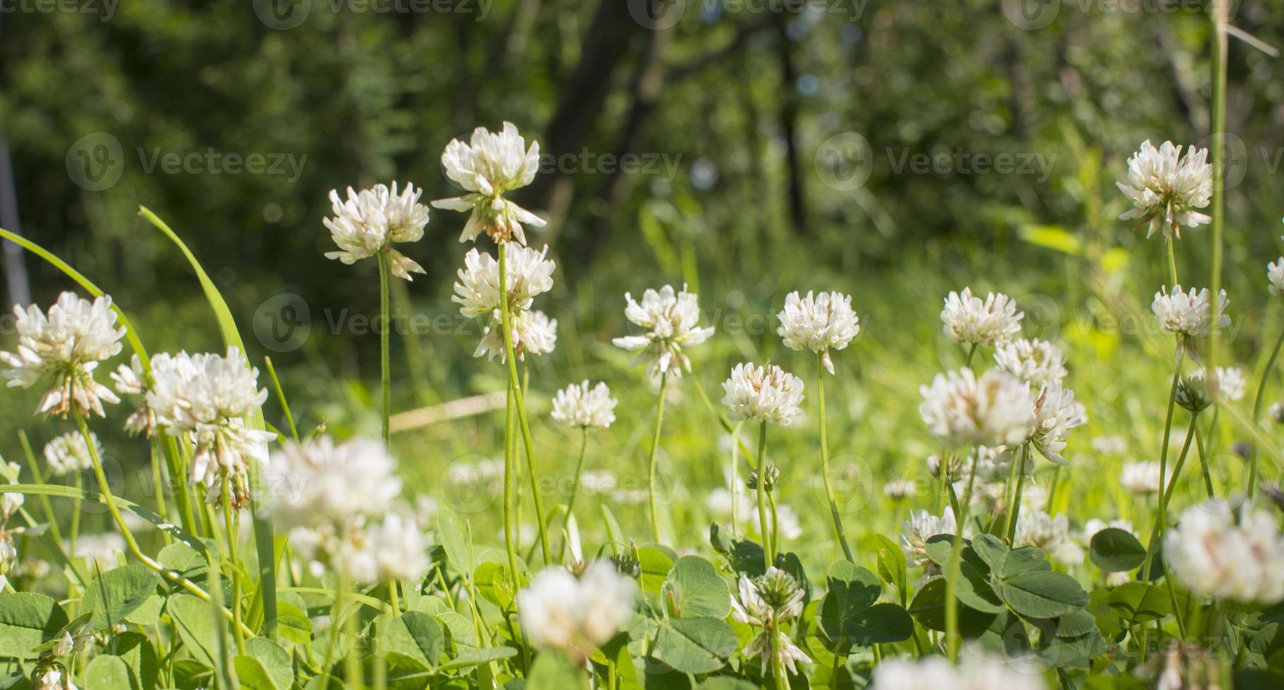 The flowers of clover blooming in a garden. photo