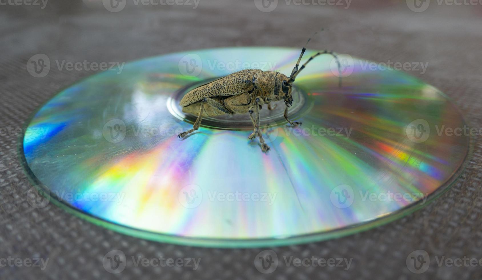 Macro shot of Longhorn beetle - Cerambycidae - sitting on a CD photo