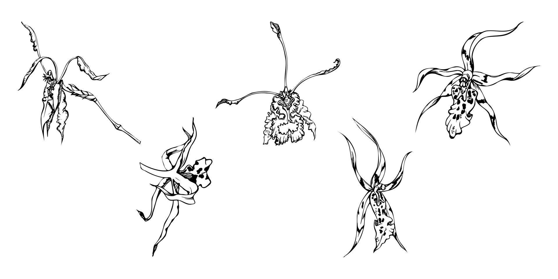 Hand drawn vector ink orchid flowers and branches, monochrome, detailed outline. Single flowers, leaves, stems. Isolated on white background. Design for wall art, wedding, print, tattoo, cover, card.