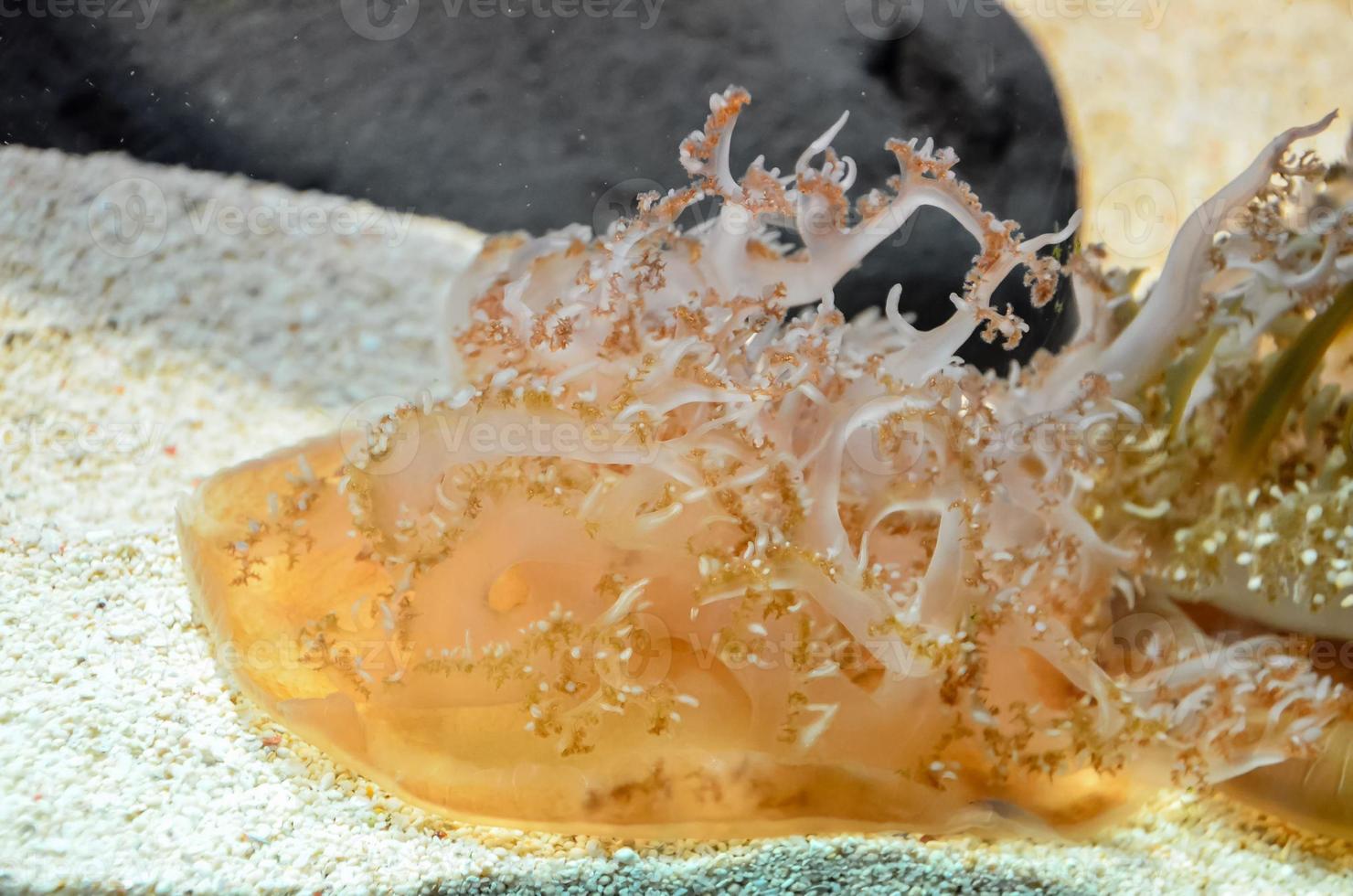 A jelly fish on a rock photo