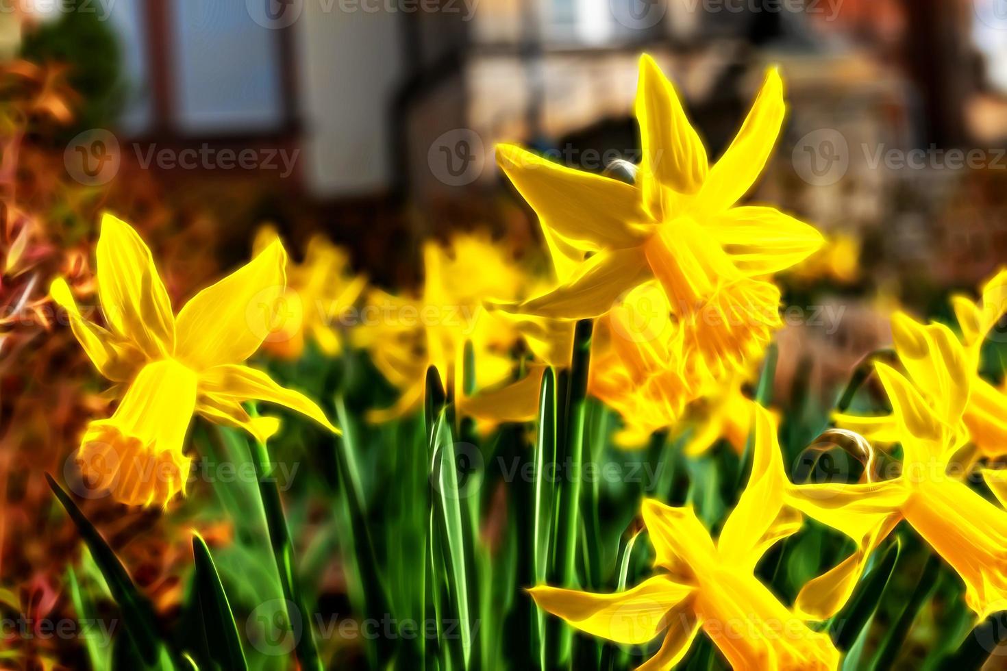 flowering yellow daffodil in front of a dwelling house in neon style photo