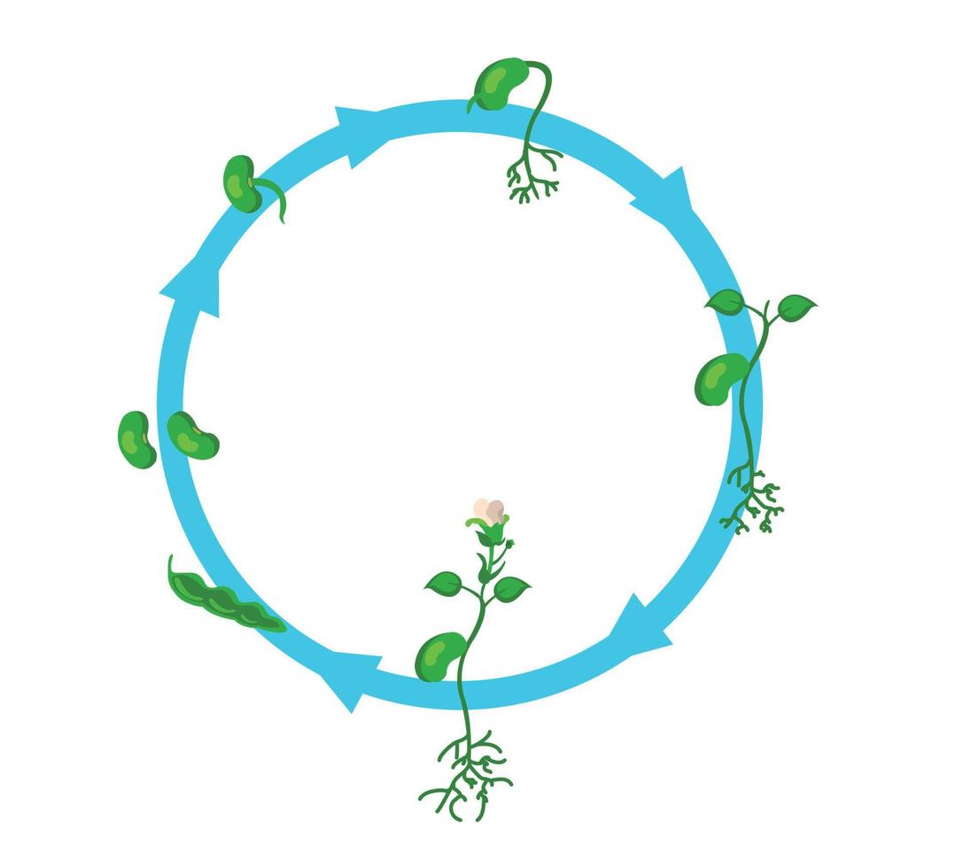a vector diagram of growth of a plant