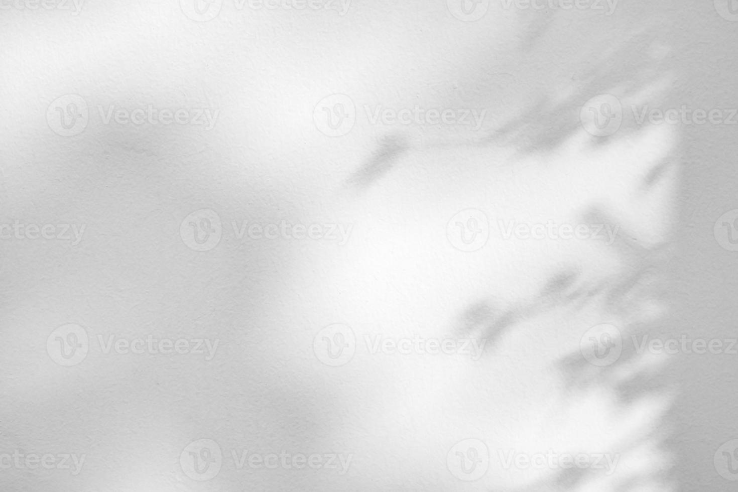 Abstract natural tree leaves shadow on white wall background photo
