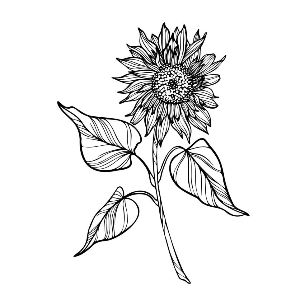 Line art clip art with sunflower on white background vector