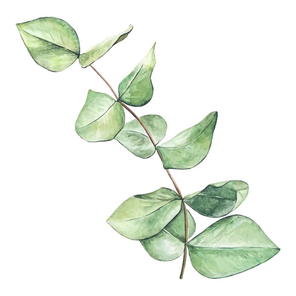 mano dibujado puntilla de eucalipto, acuarela ilustración vector