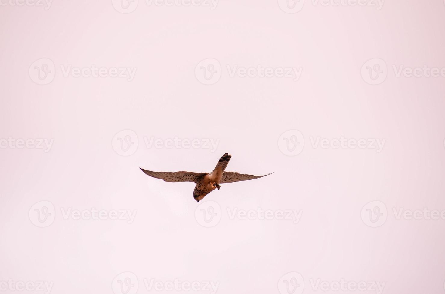 A flying bird photo