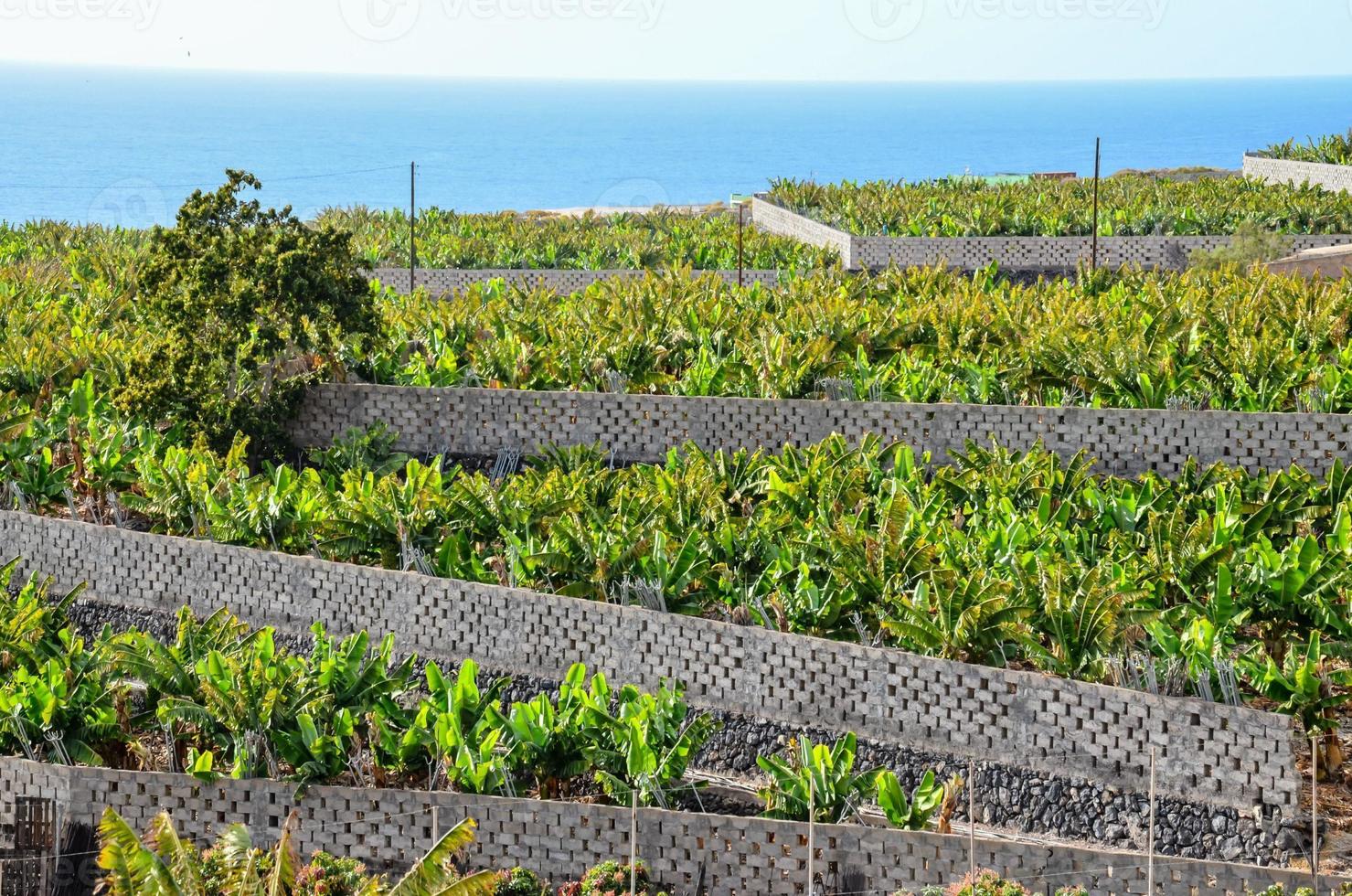 A banana plantation photo