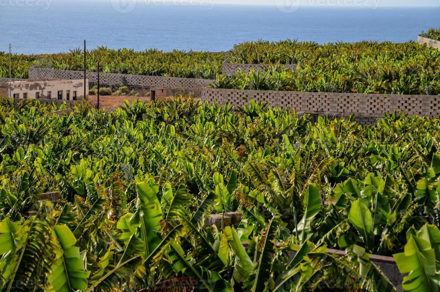 A banana plantation photo