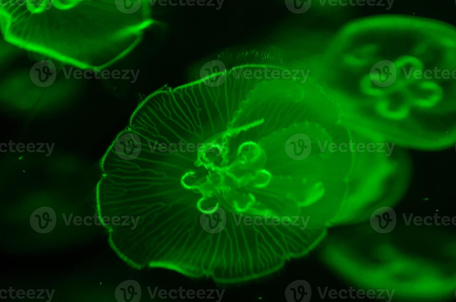 Underwater view with jellyfish photo