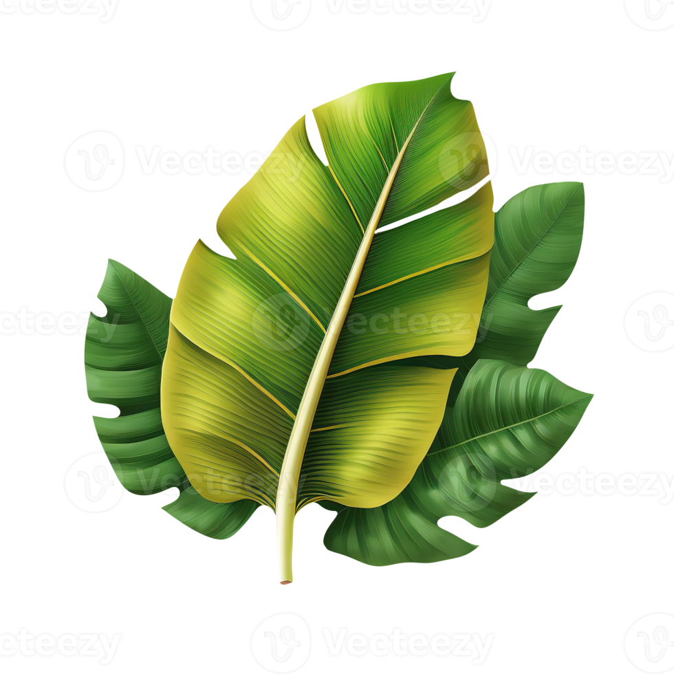 Green tropical leaf banana png