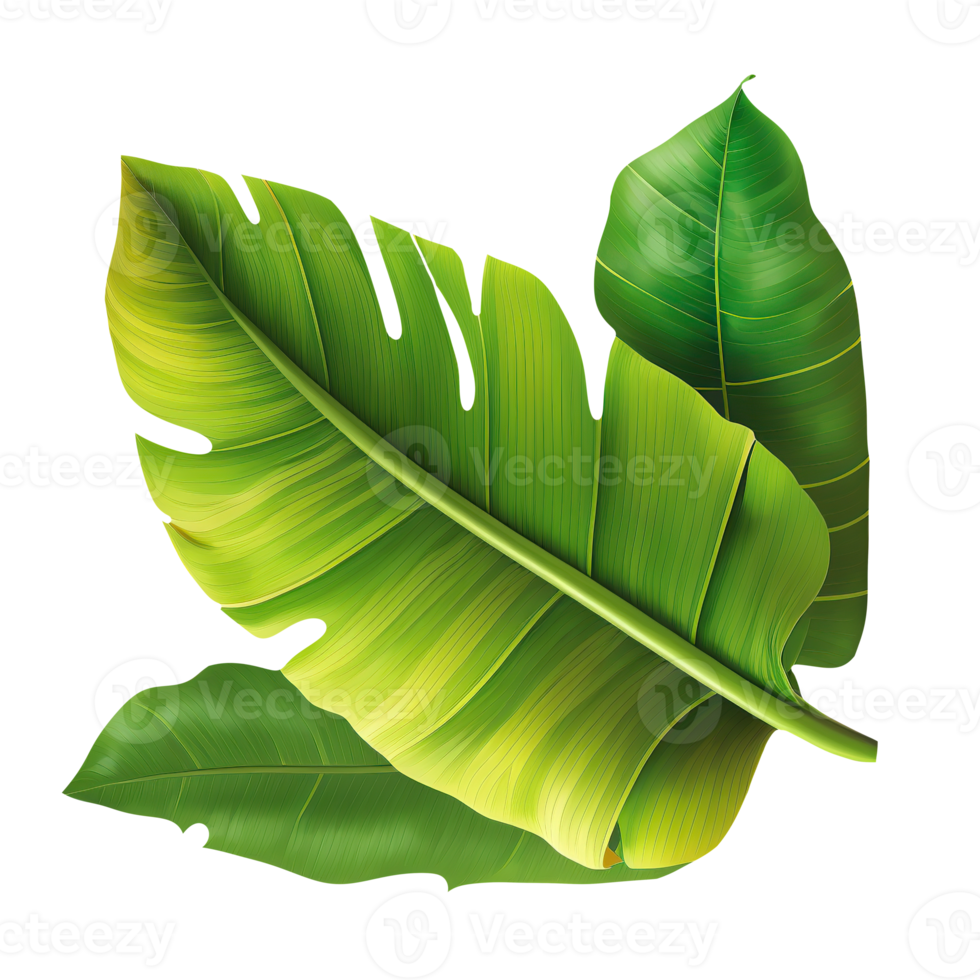 Green tropical leaf banana png