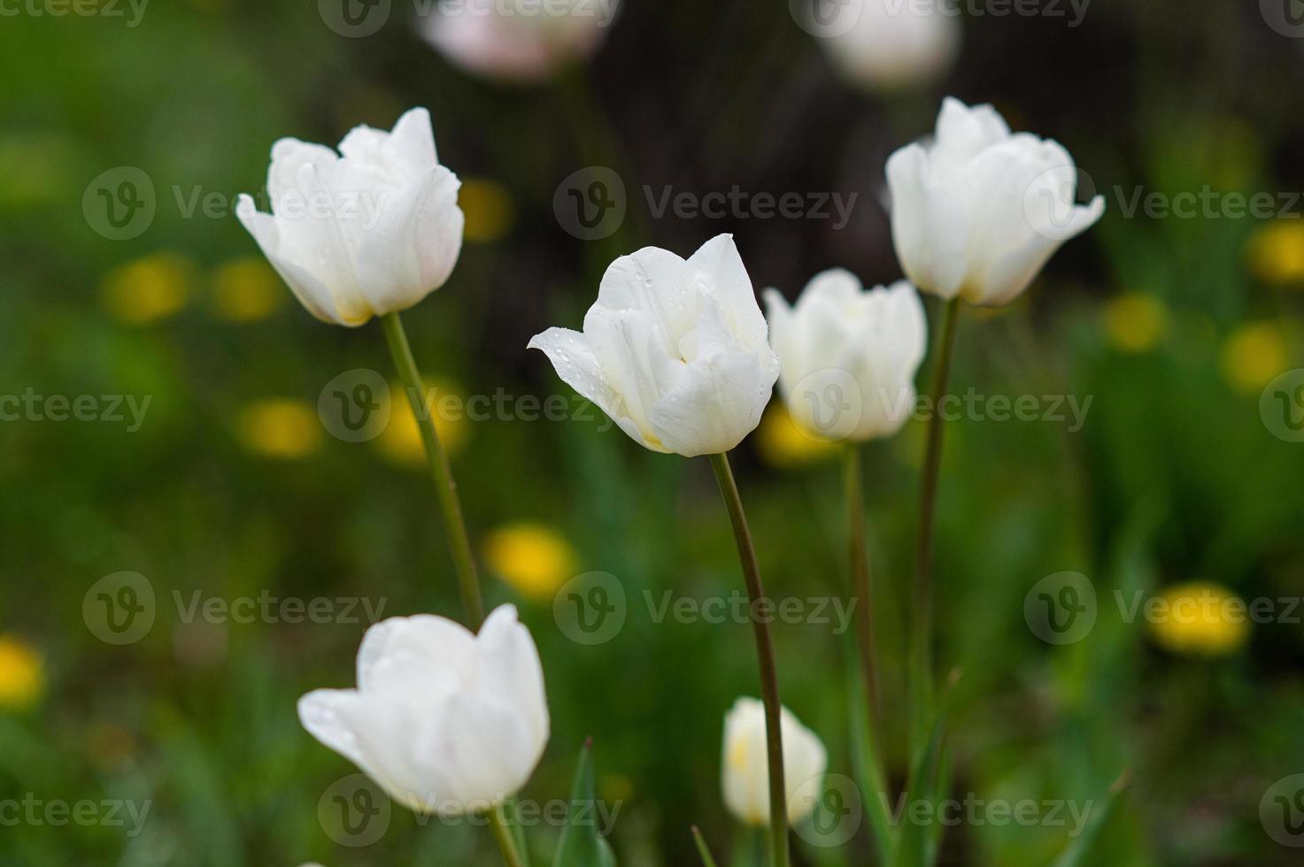 White tulips with dew drops on the petals photo