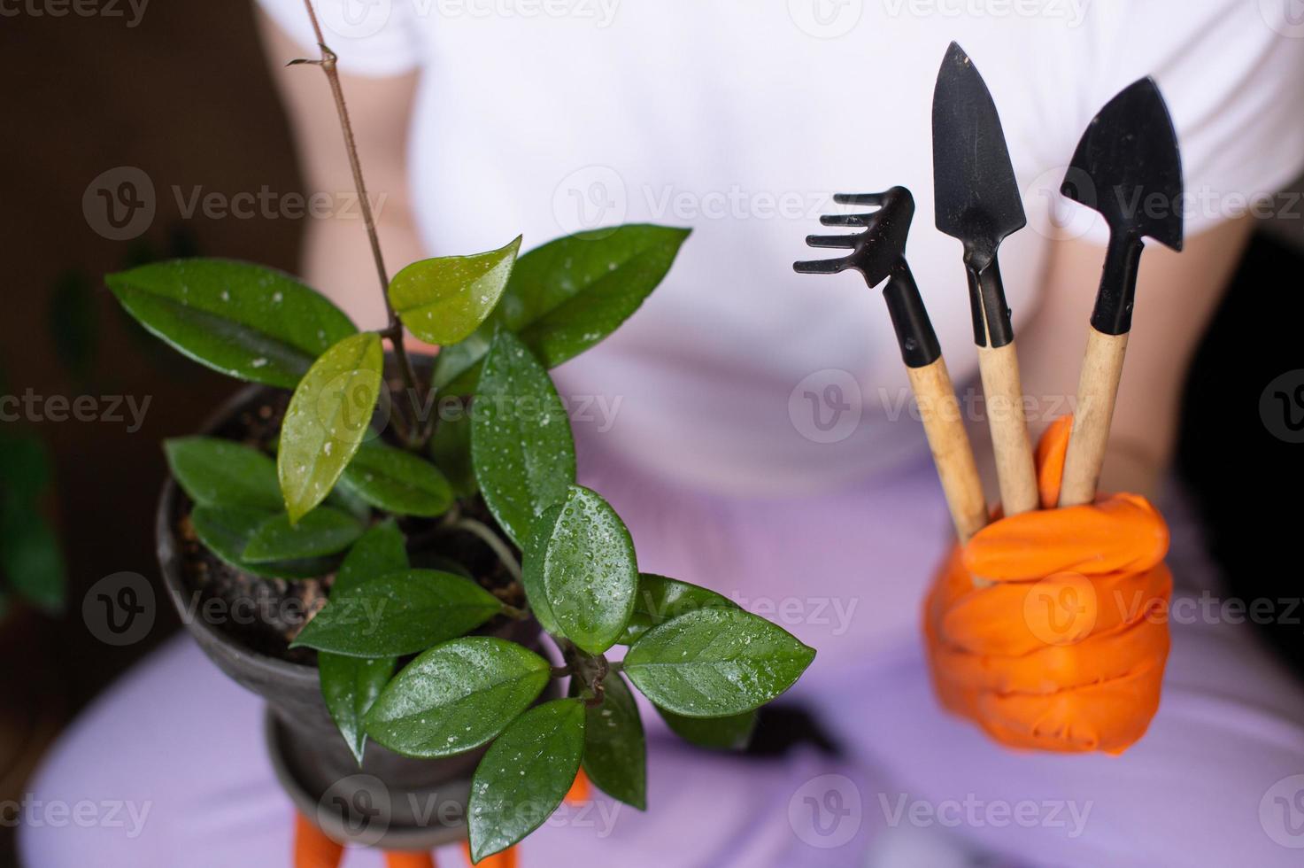 Hands in rubber gloves hold a flowerpot with a flower and tools for transplanting flowers photo