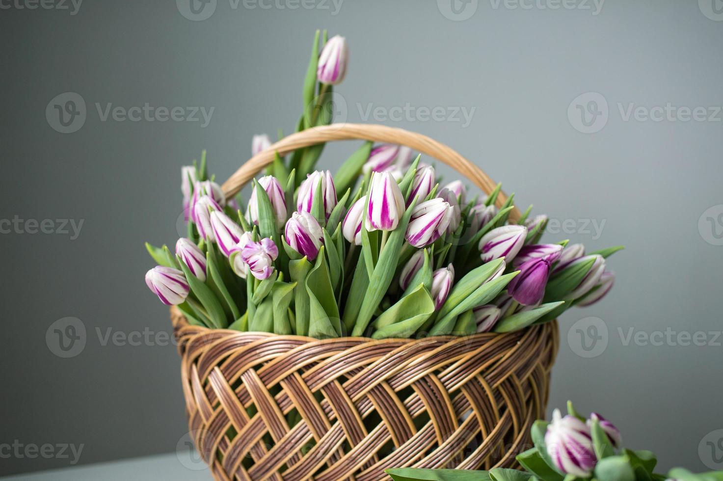 Striped purple fleming flag tulips are on the table in a basket. Bouquet of flowers photo