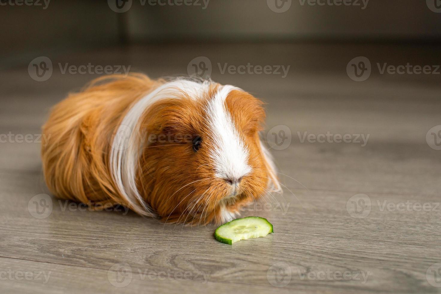 A long-haired guinea pig sits on the floor and nibbles a cucumber photo