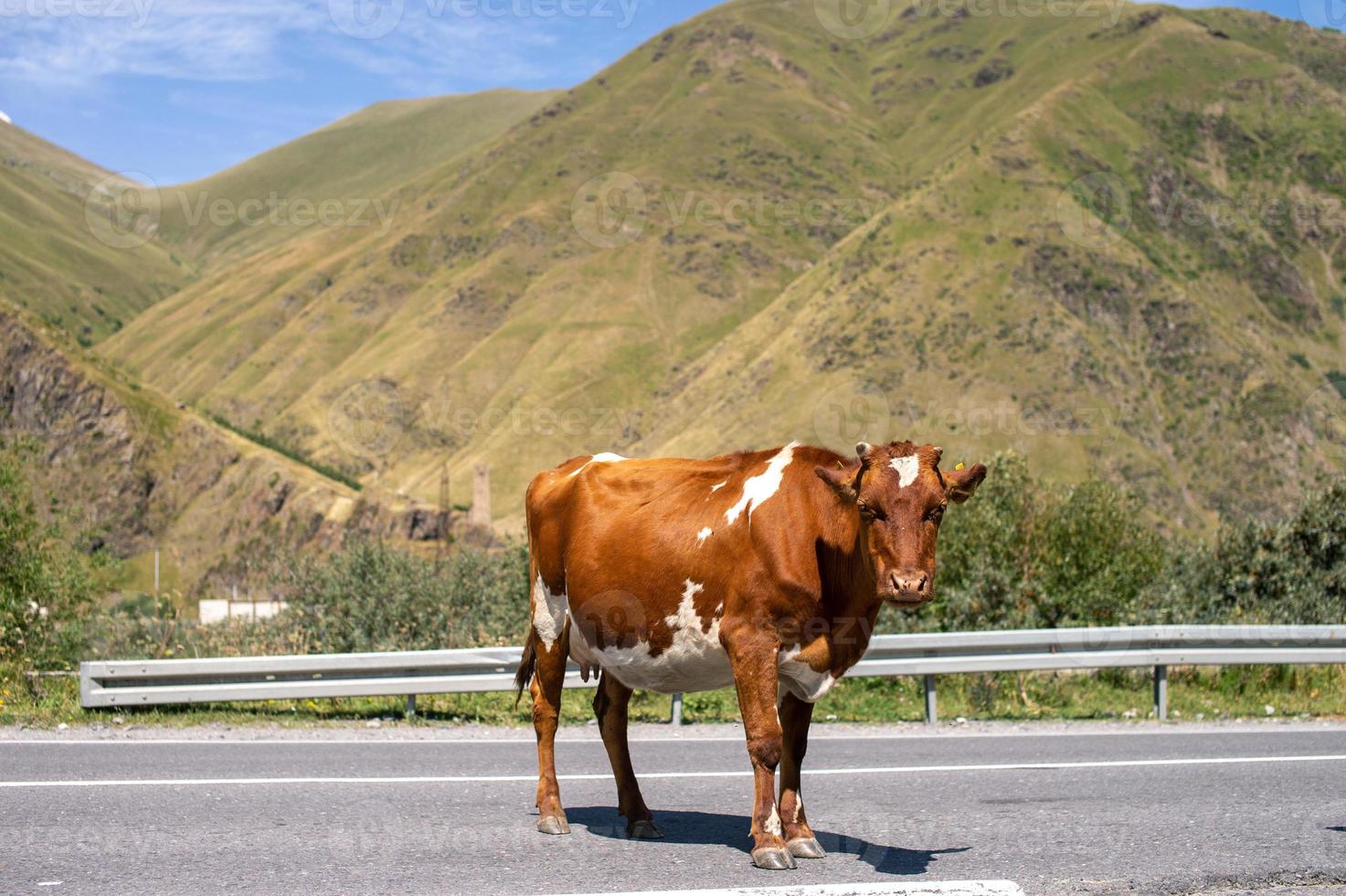 A red Swedish cow stands on the road against the background of mountains photo