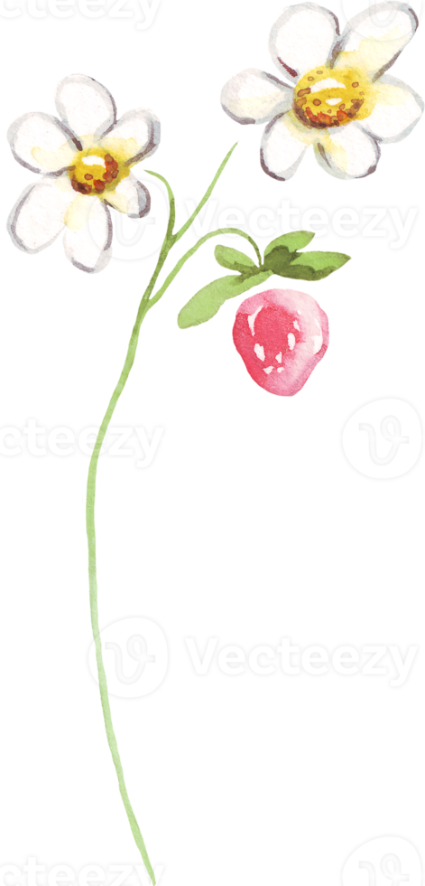 vattenfärg jordgubbe. vattenfärg ClipArt png