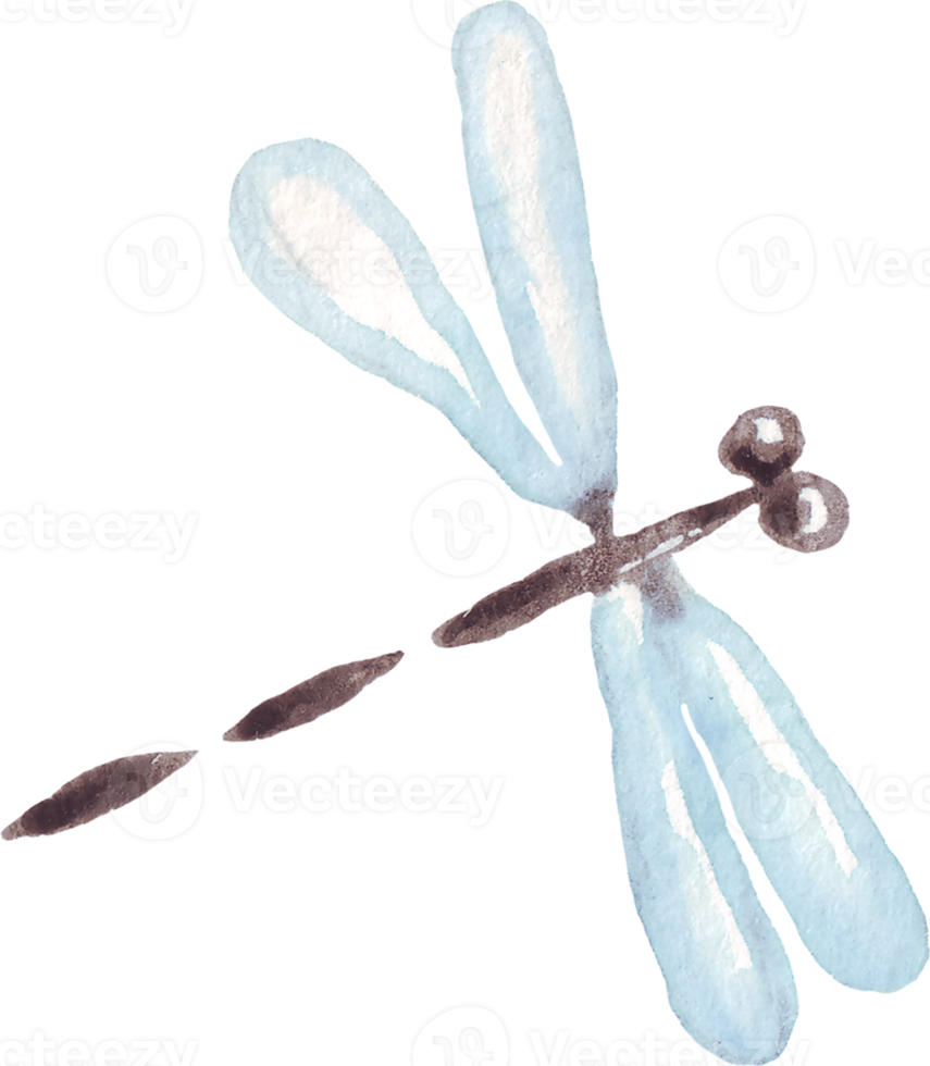 Watercolor dragonfly. Hand-painted clipart png