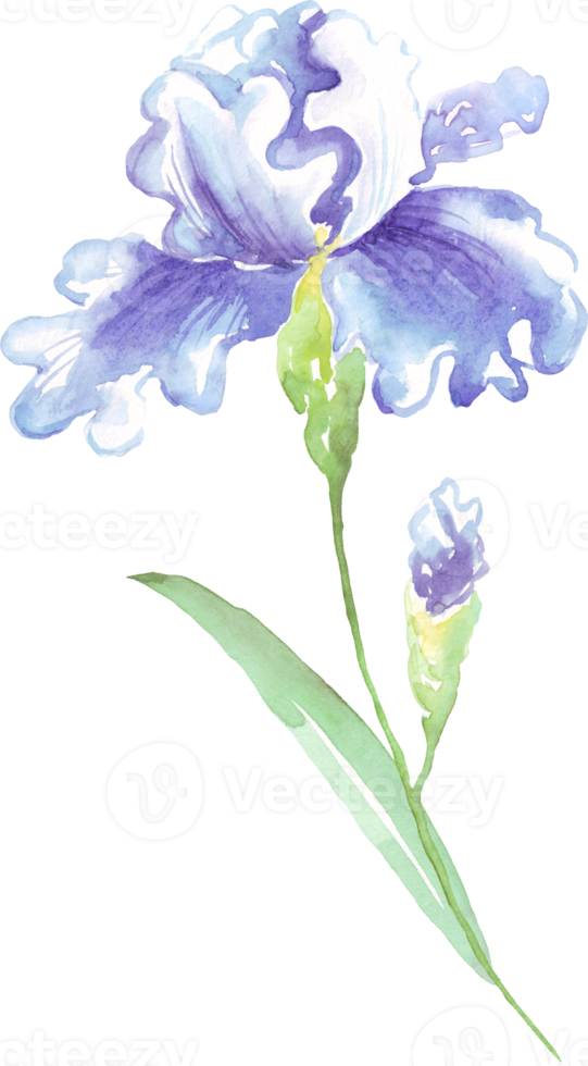 Watercolor iris flower. Hand-painted illustration png