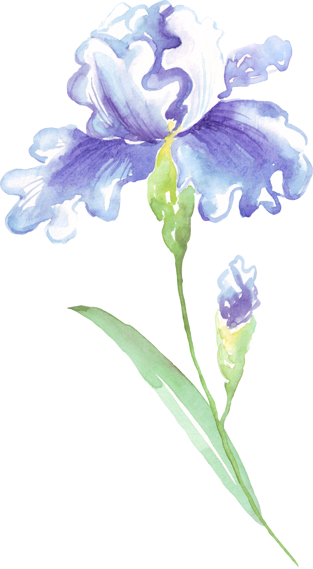 Free Watercolor iris flower. Handpainted illustration 22157052 PNG