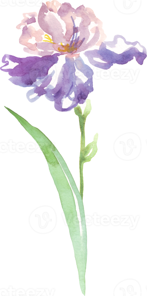 Watercolor iris flower. Hand-painted illustration png