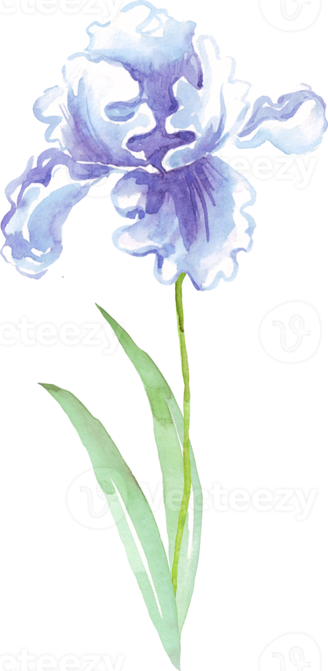 Watercolor iris flower. Hand-painted illustration png