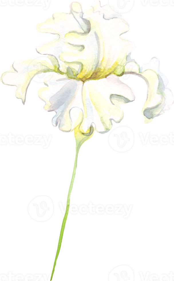 vattenfärg iris blomma. handmålad illustration png