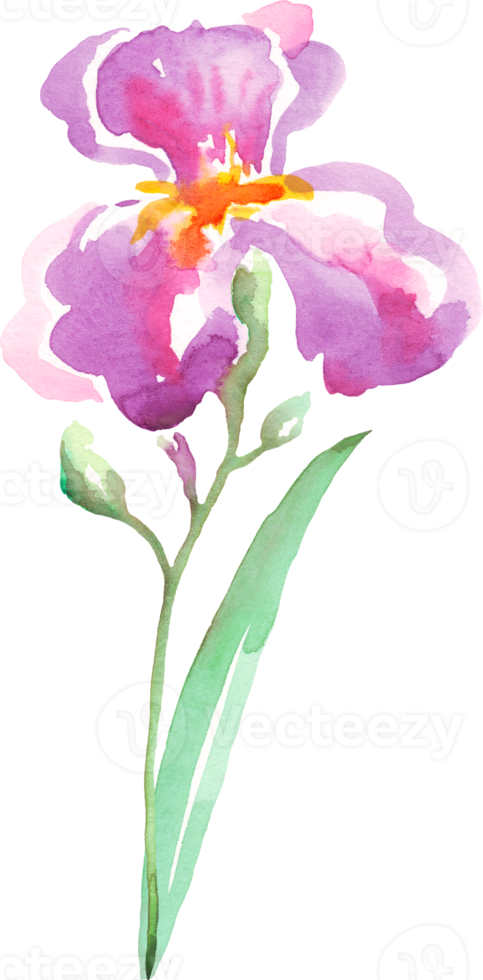 aquarelle iris fleur. peinte à la main illustration png