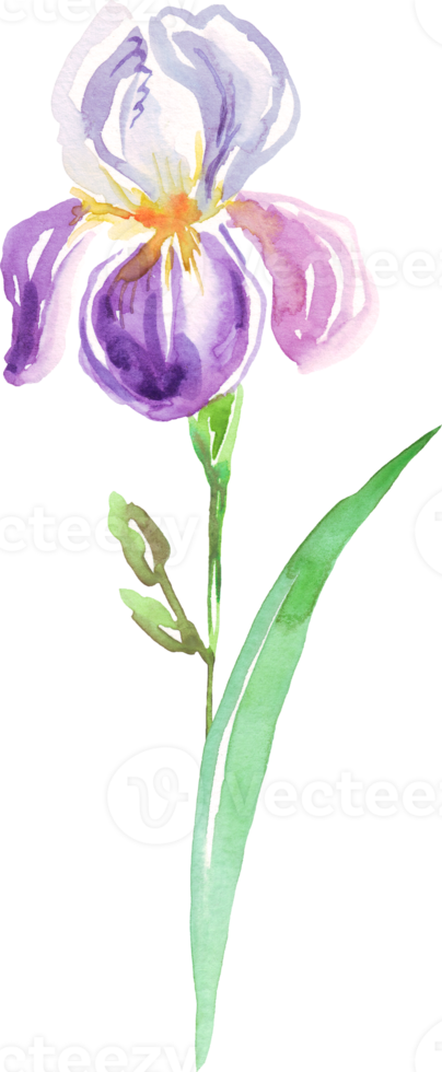 waterverf iris bloem. hand geschilderd illustratie png