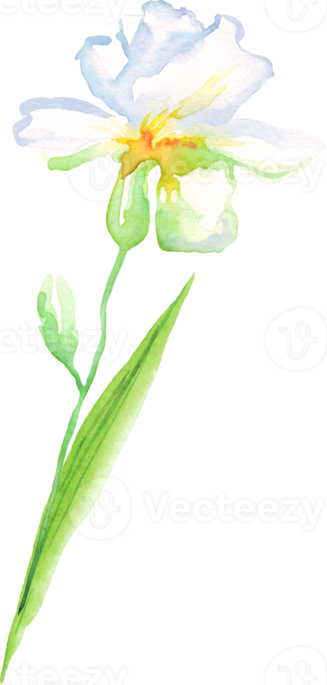 waterverf iris bloem. hand geschilderd illustratie png