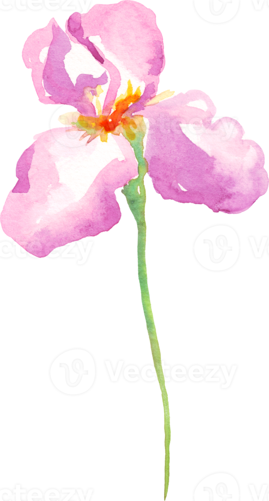 waterverf iris bloem. hand geschilderd illustratie png