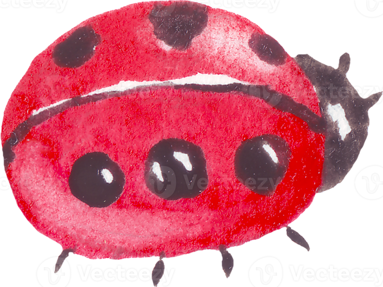 Watercolor ladybug. Hand-painted clipart png