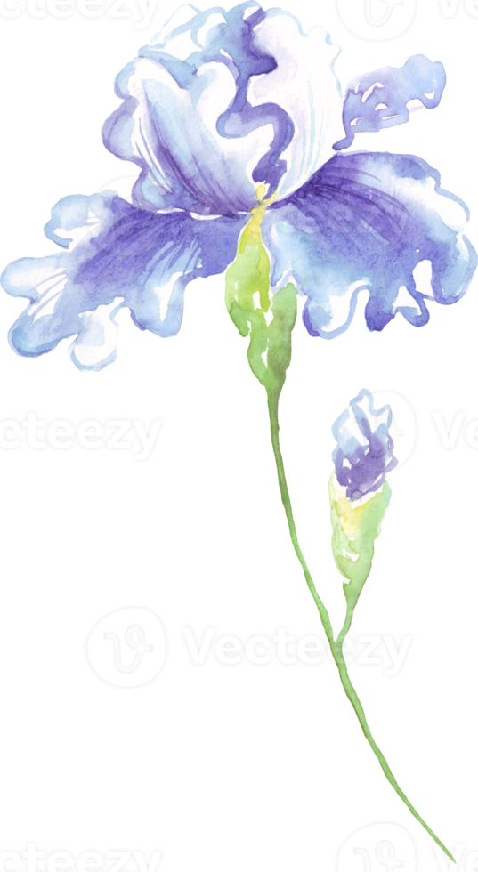 waterverf iris bloem. hand geschilderd illustratie png