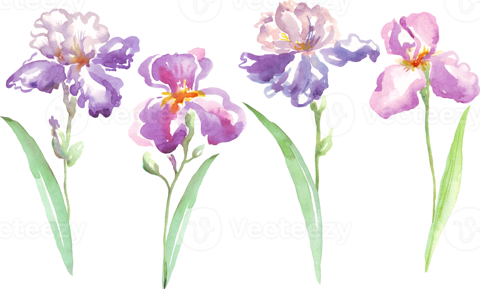 aquarelle Iris fleur. peinte à la main illustration png