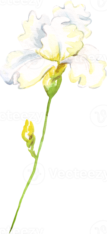 waterverf iris bloem. hand geschilderd illustratie png