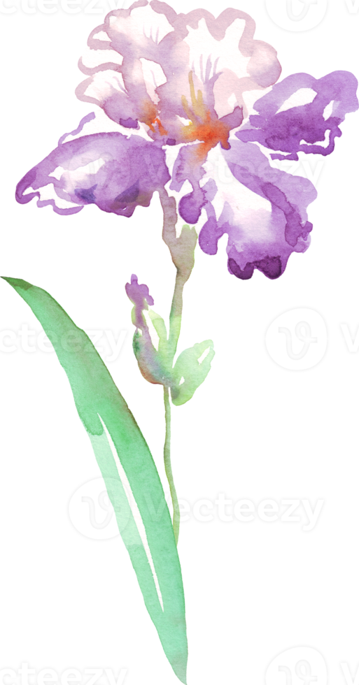 Watercolor iris flower. Hand-painted illustration png