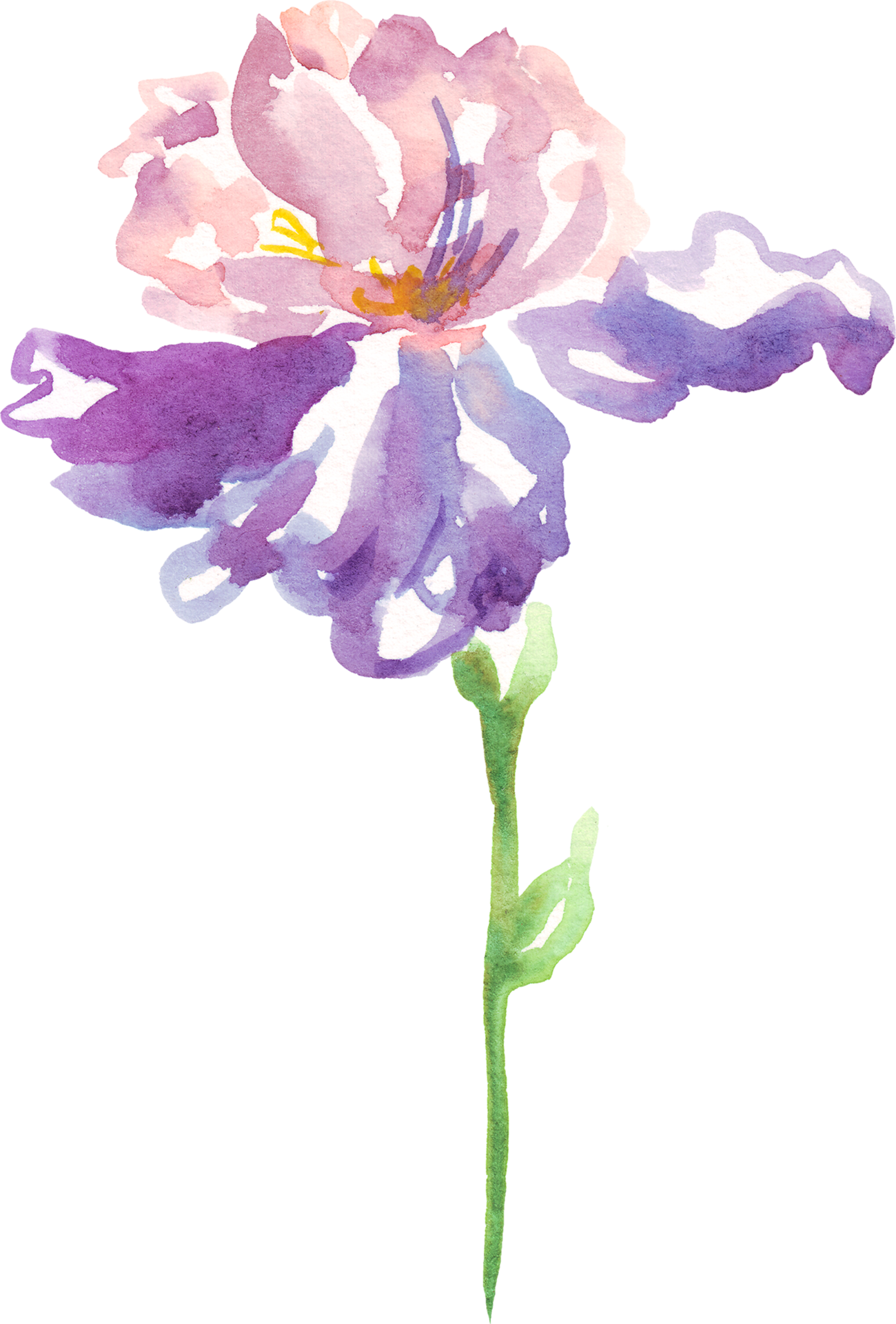 Watercolor iris flower. Handpainted illustration 22157184 PNG