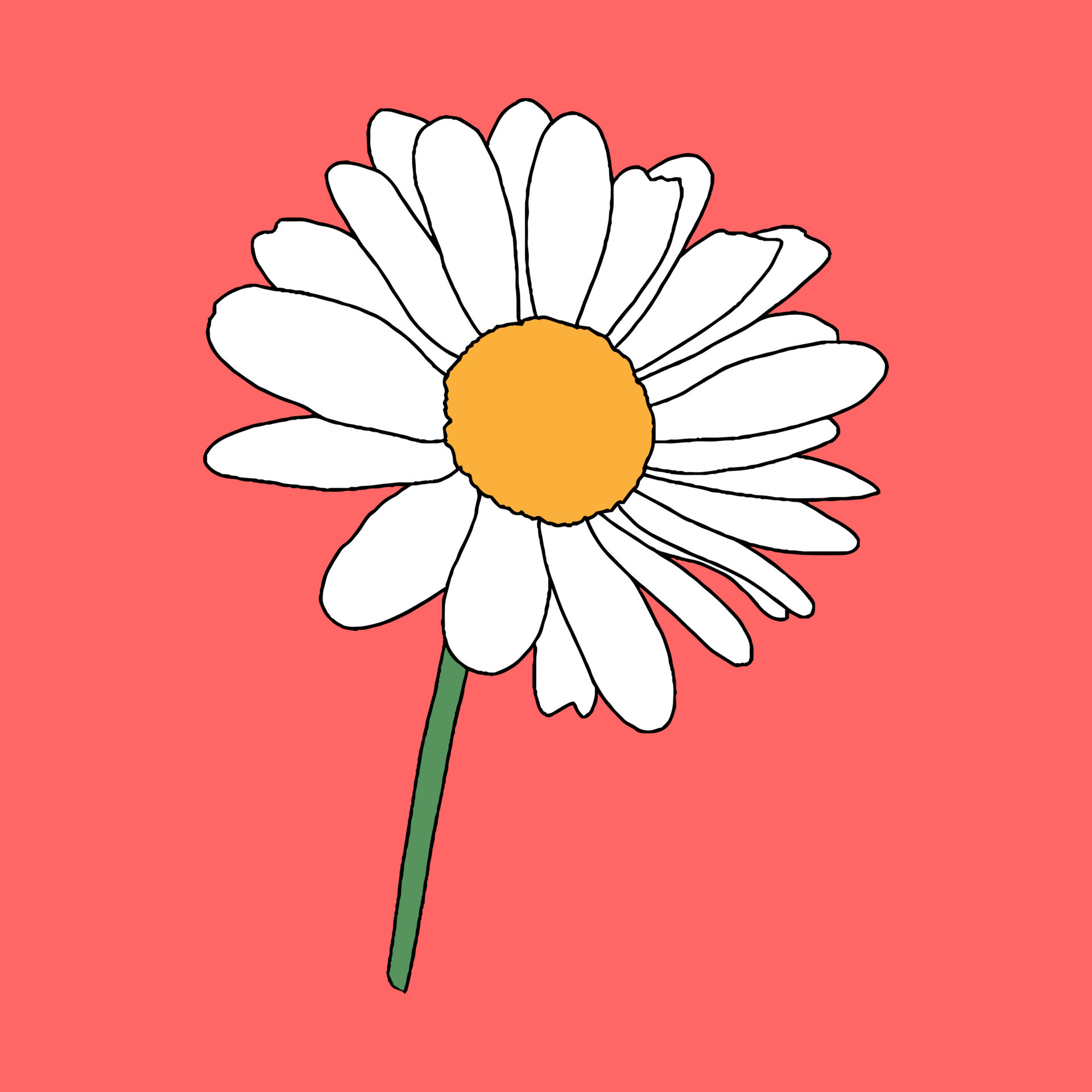 Daisy flower on red background, floral element, hand drawn botanical