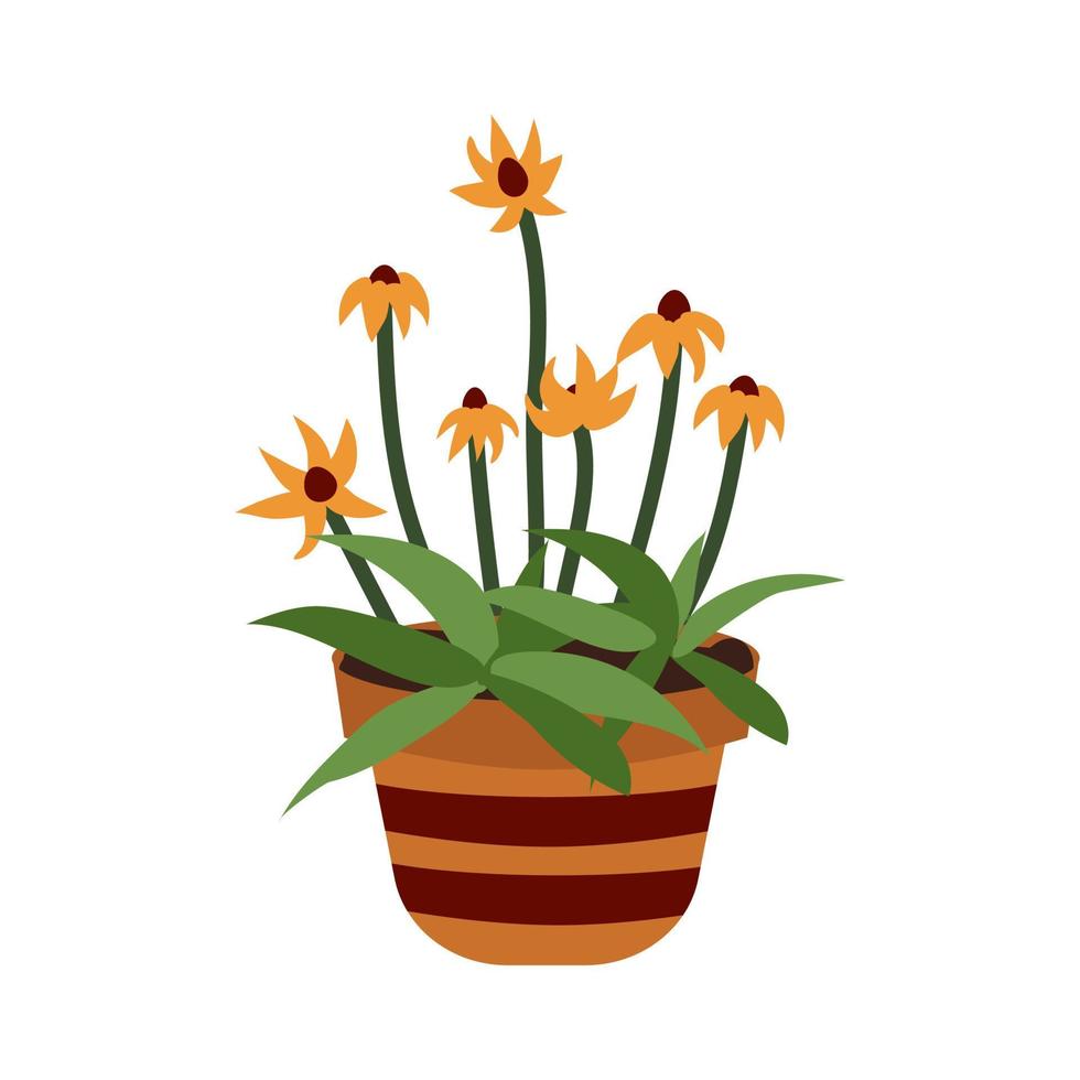 primavera flores Rudbeckia en un maceta. amarillo floración planta. botánico tema. hermosa verano jardín flores herbáceo anual planta. plano estilo vector ilustración de Rudbeckia.